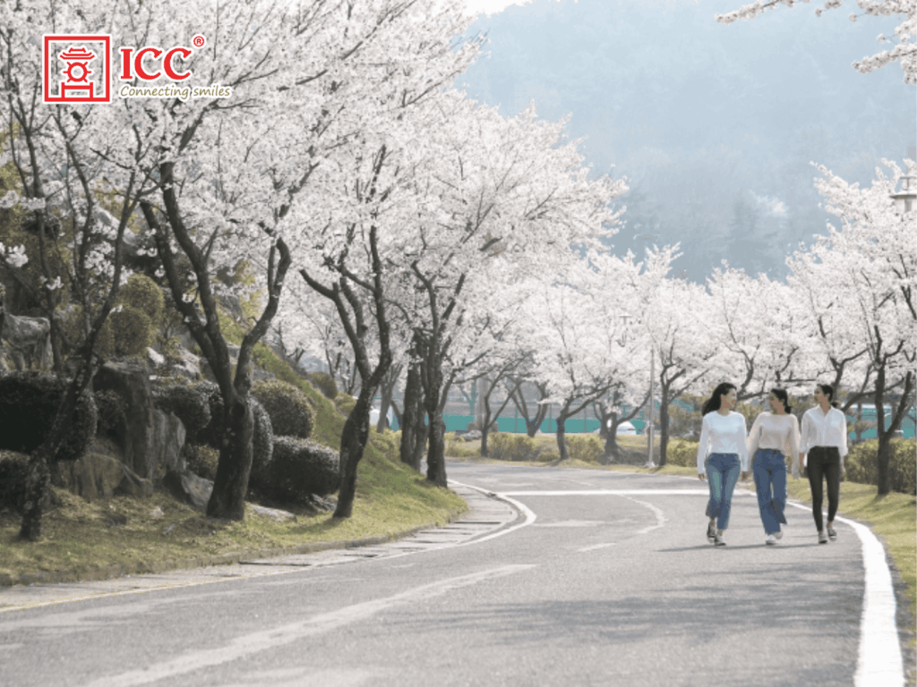Con đường Hoa Anh Đào tại trường đại học Dongshin